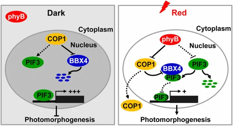 The Future of Connectivity: Exploring the Power and Potential of PHYB Technology